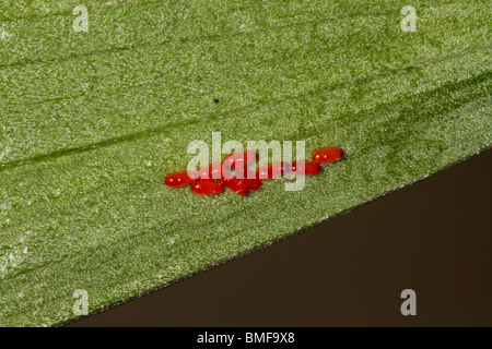 Rote Lilly Käfer an Lilly Pflanze. Stockfoto