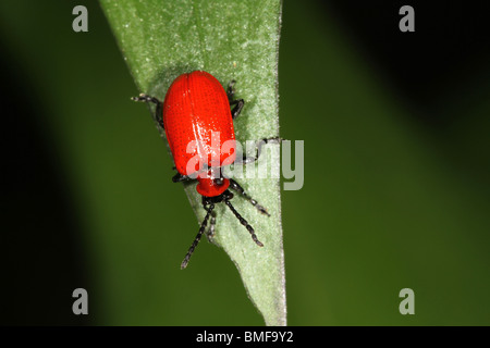 Rote Lilly Käfer an Lilly Pflanze. Stockfoto