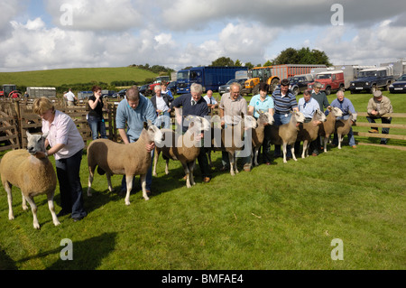 Zeigt blaue konfrontiert Leicester Schafe, Stewartry Agricultural Show 2009, Castle Douglas, Dumfries & Galloway, Schottland Stockfoto