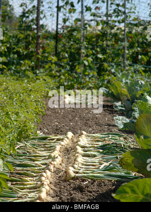 Zwiebeln in der heißen Sonne trocknen Stockfoto