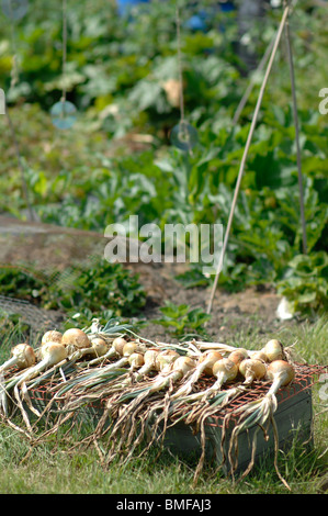 Zwiebeln in der heißen Sonne trocknen Stockfoto