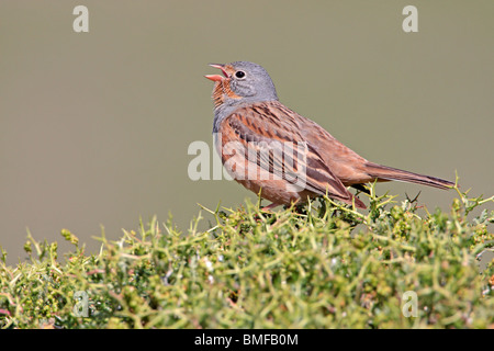 Cretzschmar Bunting Gesang auf der griechischen Insel Lesbos Stockfoto