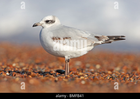 Schwarzkopfmöwe (erste-Winter) an einem Strand in Suffolk Stockfoto