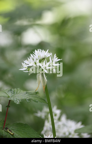 Die Blüte der Bärlauch Allium Ursinum auch bekannt als wilder Knoblauch Stockfoto