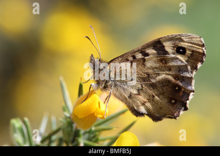 Gesprenkelte Holz Schmetterling Pararge Aegeria auf Gorse Flower County Durham Stockfoto