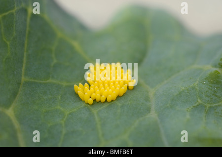 Großen weißen Schmetterling Eiern, Pieris Brassicae auf Kohlblatt Stockfoto