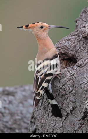 Eurasischen Wiedehopf (Upupa epops) zu einem möglichen nest Ort auf der griechischen Insel Lesbos. Stockfoto