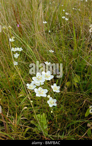 Grass von Parnassus Parnassia Palustris, Wildblume Stockfoto