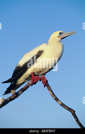 Red Footed Sprengfallen, (Sula Sula), weiße Phase, bei Sonnenuntergang, Turm (Genovesa) Insel, Galapagos. Stockfoto