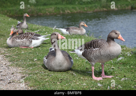 Sechs Verzögerung-Graugänse ruhen und genießen das Leben auf dem grasbewachsenen Ufer an einem sonnigen Nachmittag. Kopenhagen, Dänemark. Stockfoto