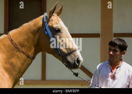 Achal-Tekkiner Pferde in ein Gestüt, Ashgabat, Turkmenistan Stockfoto