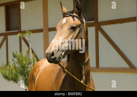 Achal-Tekkiner Pferde in ein Gestüt, Ashgabat, Turkmenistan Stockfoto