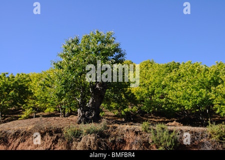 Kastanien, Igualeja, Westeuropa Serrania de Ronda, Provinz Malaga, Andalusien, Spanien. Stockfoto