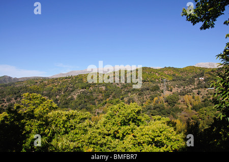 Kastanienbäume mit Berg nach hinten, Igualeja, Westeuropa Serrania de Ronda, Provinz Malaga, Andalusien, Spanien. Stockfoto