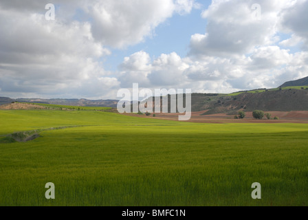 Landschaft mit Weizen, in der Nähe von Cuenca Provinz, Huete, Kastilien-La Mancha, Spanien Stockfoto