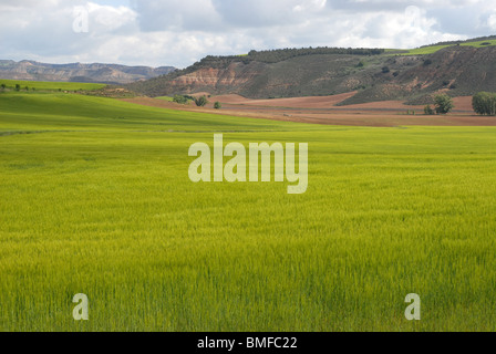 Landschaft mit Weizenfeldern, in der Nähe von Cuenca Provinz, Huete, Kastilien-La Mancha, Spanien Stockfoto