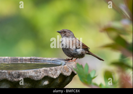 Dunnock Trinken aus ein Vogelbad im Englischen Garten. Großbritannien Stockfoto