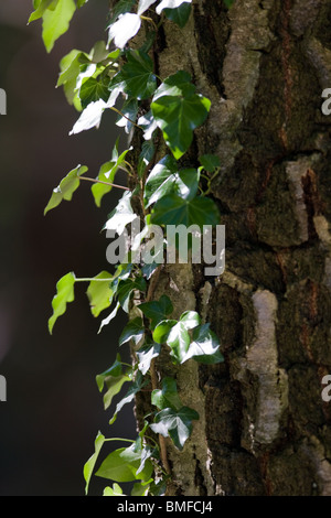 gemeinsamen Efeu Klettern eine Birke - Hedera helix Stockfoto