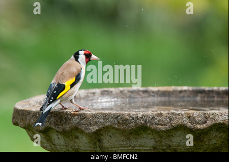 Stieglitz auf eine Vogeltränke im Garten Stockfoto