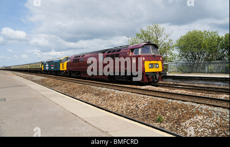 D1015 und 40145 Kopf East Lancs Champion Railtour Durchgangsbahnhof Dawlish Warren Stockfoto