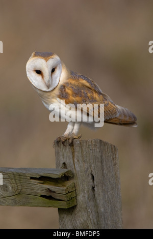 Schleiereule, Tyto alba, Liebling Großbritanniens Eule, Norfolk, Großbritannien. Stockfoto