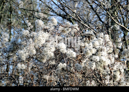 Clematis Vitalba, Traveller es Freude oder alten Mannes Bart Stockfoto