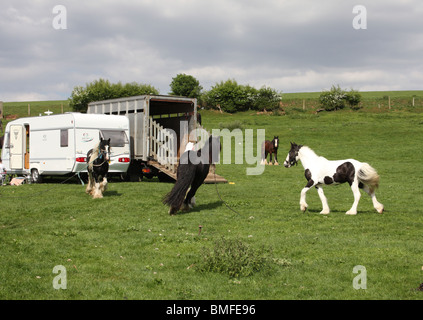 Appleby Horse Fair, Appleby In Westmorland, Cumbria, England, Großbritannien Stockfoto