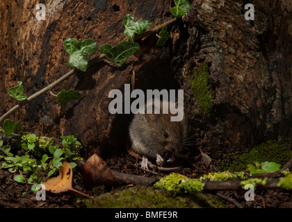 Wühlmaus (Clethrionomys Glareolus) Fütterung außerhalb ein Loch in einem Baumstumpf Bank Stockfoto