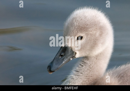 Cygnet Porträt Stockfoto