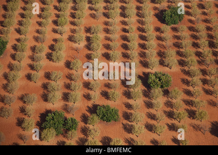 Antenne, Ansicht, der mallorquinischen, mallorquinische, Olive Groves, in, frühmorgens, Sommer, Mallorca, Mallorca, Spanien, Europa, EU Stockfoto