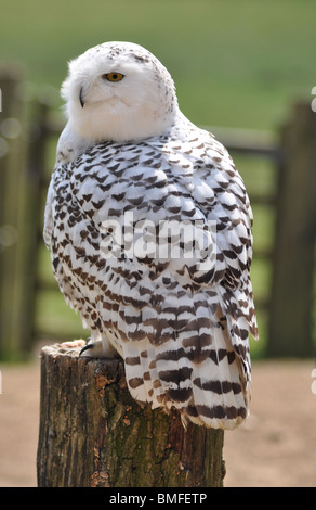 Das Cotswold Falknerei Zentrum Stockfoto