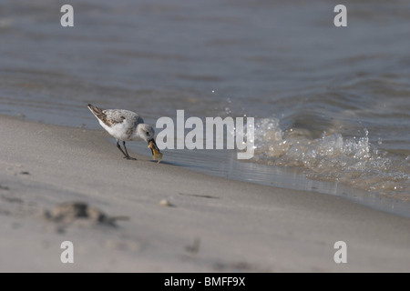 Sanderling Fütterung am Strand Stockfoto