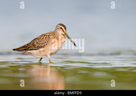 Kurz-billed Dowitcher Fütterung im seichten Wasser in der Morgendämmerung Stockfoto