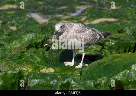 Silbermöwe thront auf Felsen bei Ebbe Essen eine Krabbe, die es in ein Gezeitenbecken gefunden Stockfoto