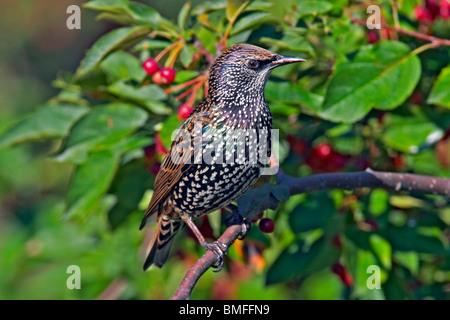 Erwachsenen europäischen Starling thront auf einem Ast Stockfoto