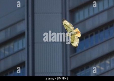 Rot - angebundener Falke fliegen neben einem Hochhaus in New York City Stockfoto