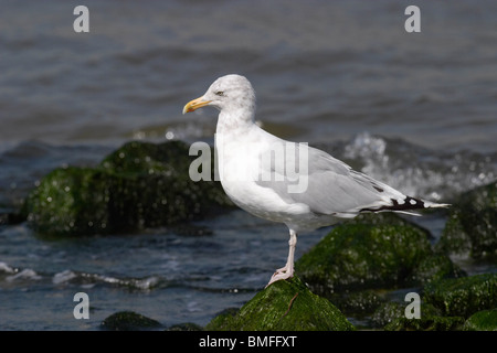 Erwachsenen Silbermöwe thront auf einem Felsen bei Ebbe Stockfoto