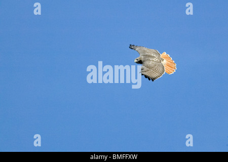 Rot - angebundener Falke im Flug über den Central Park Stockfoto