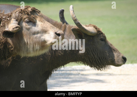 Südamerikanische Wasserbüffel Stockfoto