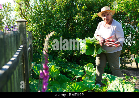 Mittlere gealterte weibliche Gärtner Kommissionierung Rhabarber in einem Bauernhaus Garten Stockfoto