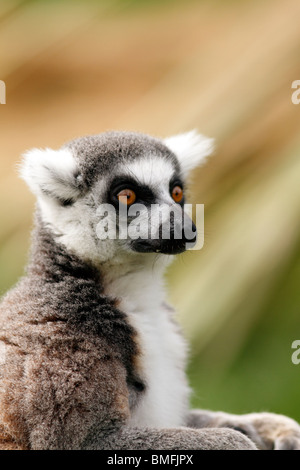 Ring-tailed Lemur hautnah Stockfoto