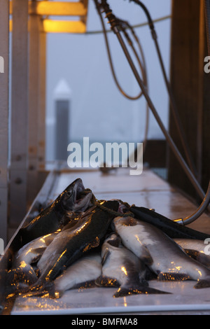 Lachs in Erwartung Reinigung Stockfoto