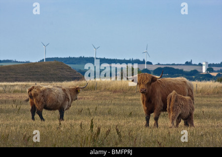 Schottische Highland Familie auf Helnaes, Dänemark. Windkraftanlagen im Hintergrund Stockfoto