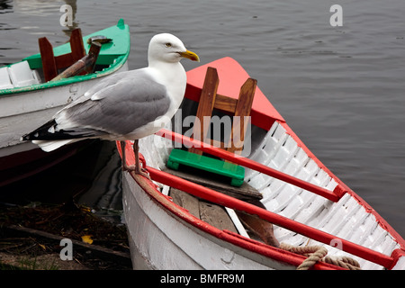 Silbermöwe thront auf der Seite ein Ruderboot Stockfoto