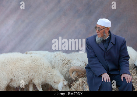 Ältere Hui Mann sitzen mit Schafen, Mageda Dorf, Tongxin, Wuzhong, Provinz Ningxia, China Stockfoto