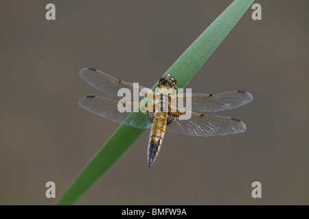 Weibliche breite bodied Chaser gold Stockfoto