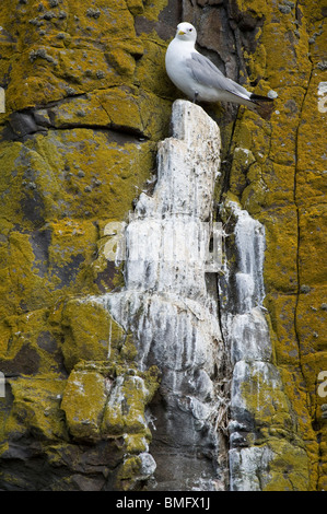 Dreizehenmöwen (Rissa Tridactyla) thront auf einem Felsen am Dunstanburgh Castle Point Northumberland England UK Europa Juni Stockfoto