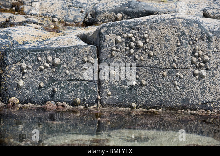 Gemeinsame Limpet (Patella Vulgata) und Seepocken auf Felsen Craster Northumberland Küste England UK Europe Stockfoto