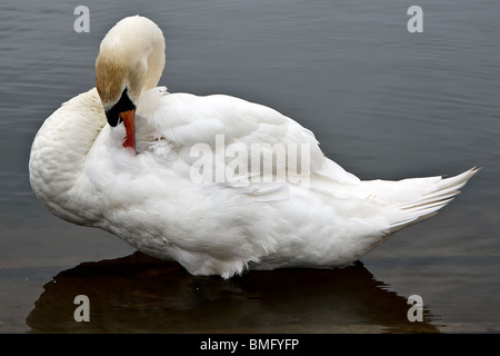 Schwan (Cygnus Olor) am Rand des Wassers von der See mit Booten bei Thorpeness stumm Stockfoto