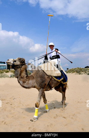 Kamel Polo am Strand, England, UK Stockfoto